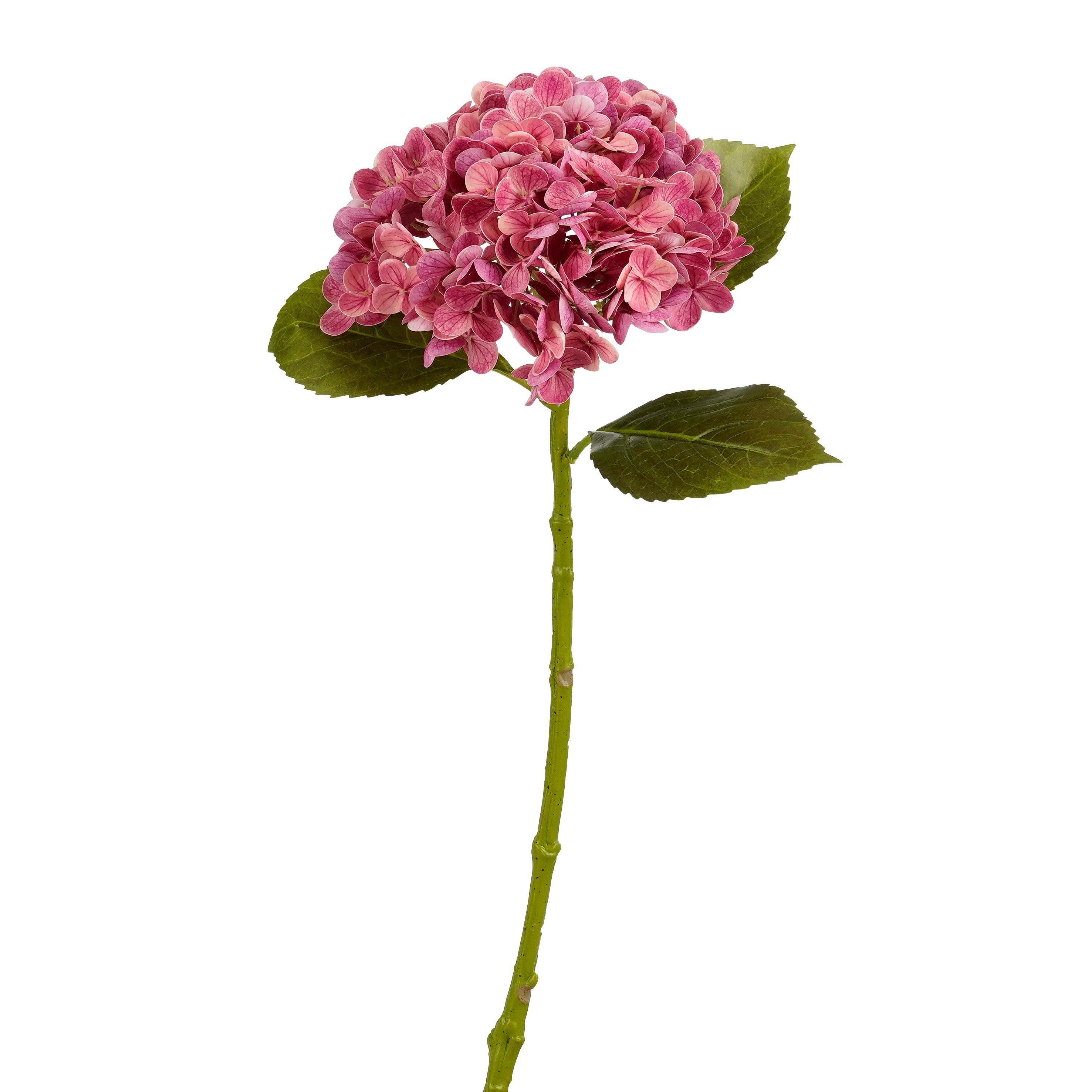 Hortensia Roze