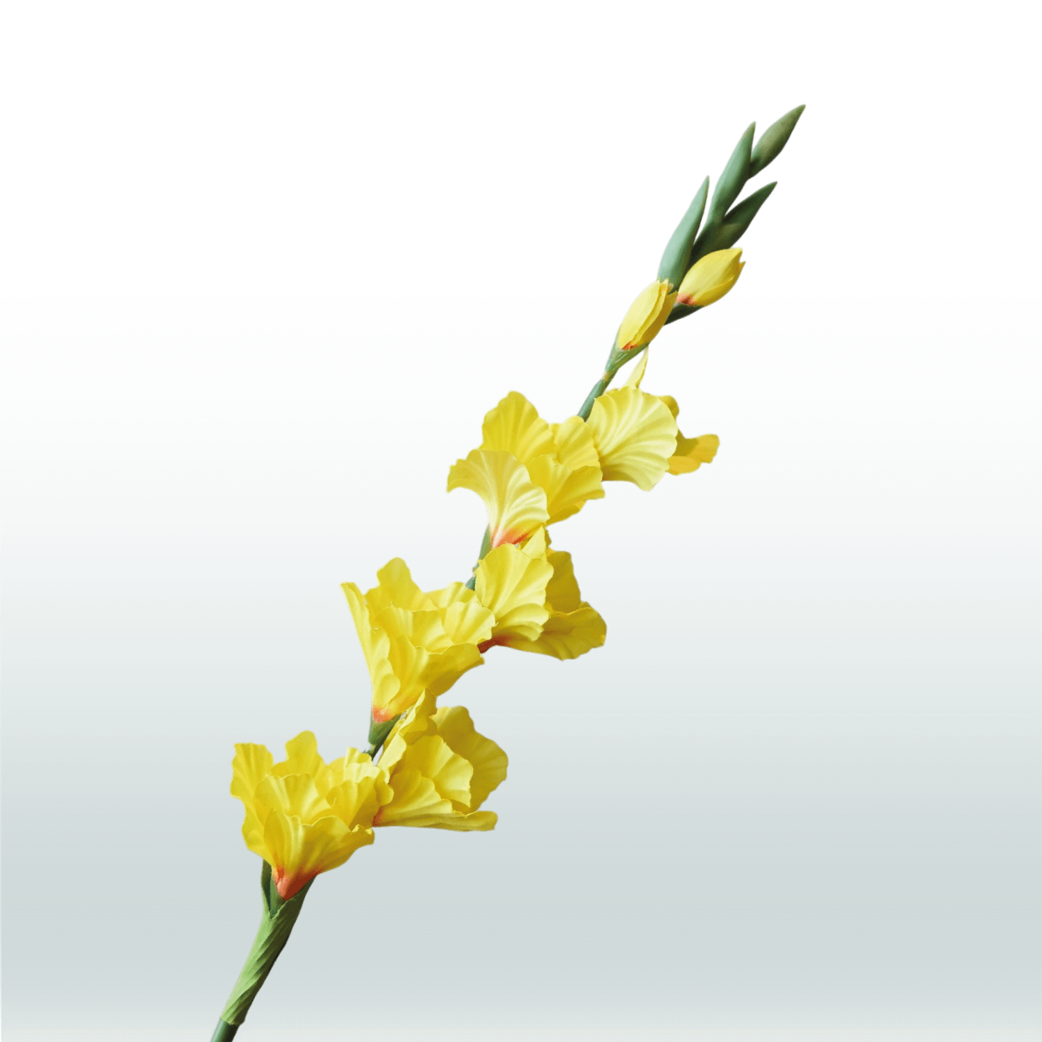 Gladiool geel 82cm