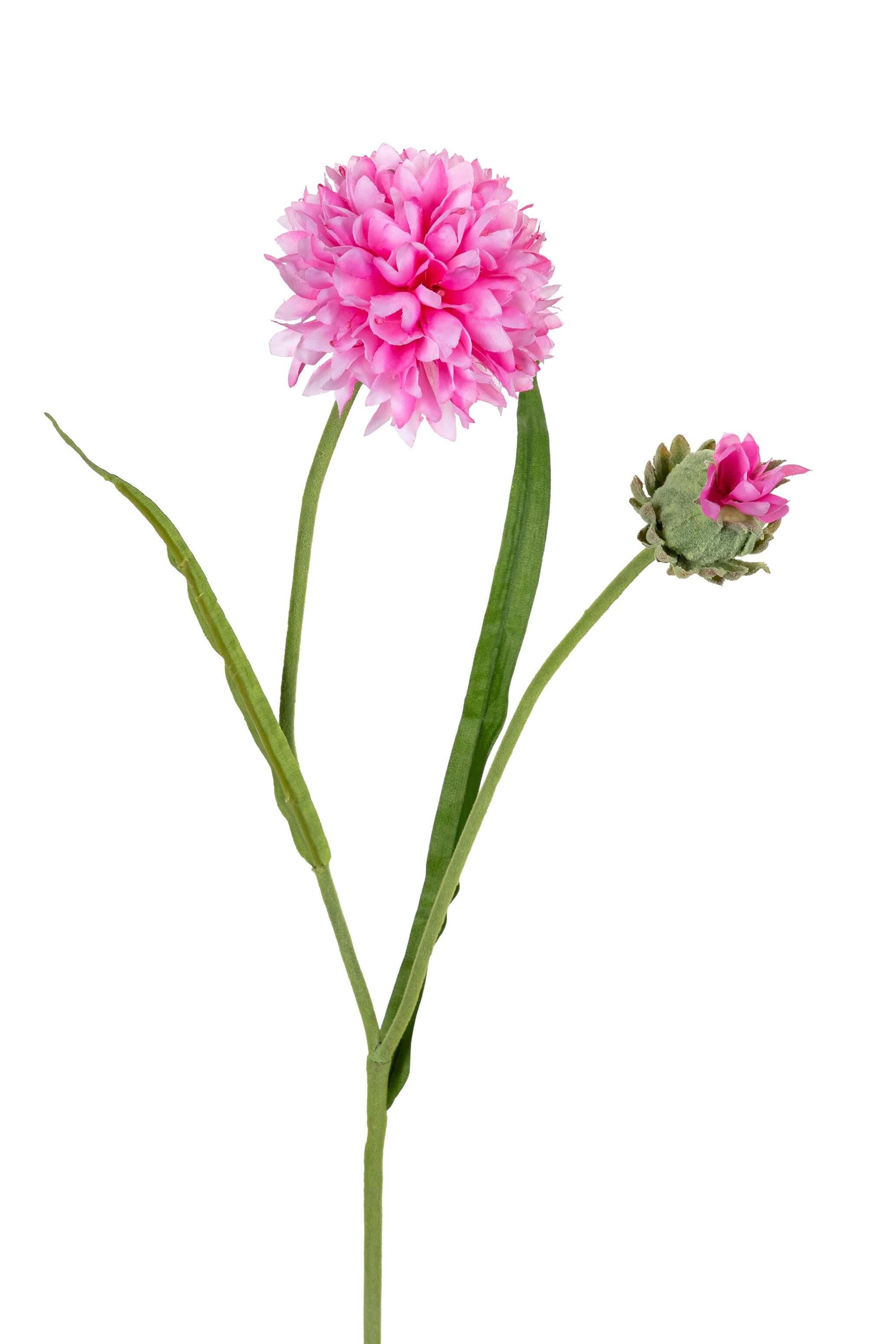 Korenbloem 66 cm roze