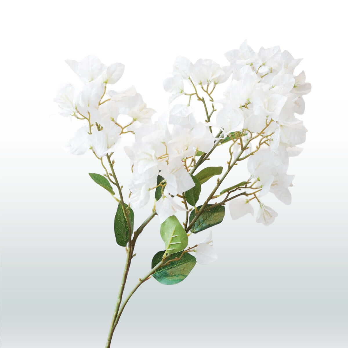 Bougainvillea 98cm wit